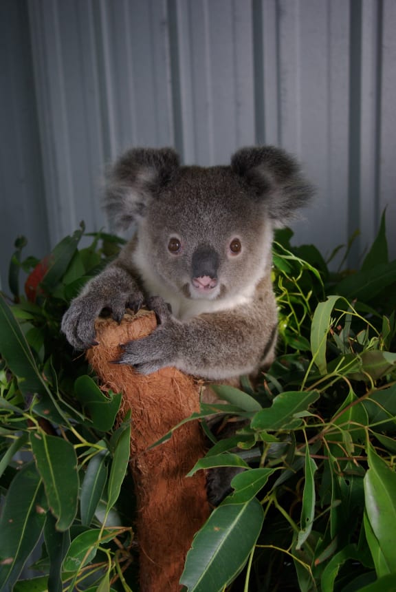 Their specific diet of eucalyptus leaves means that koalas are vulnerable to habitat loss.