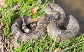 Rattlesnake. (File photo)