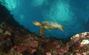 CRHB-022 : A critically endangered Hawksbill turtle has been recorded 13 times.