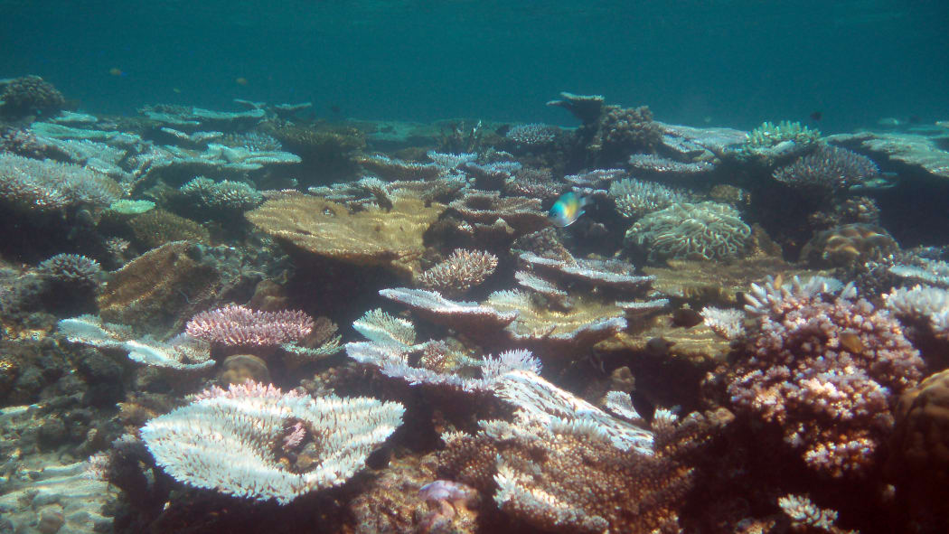 Coral Reef, bleached
