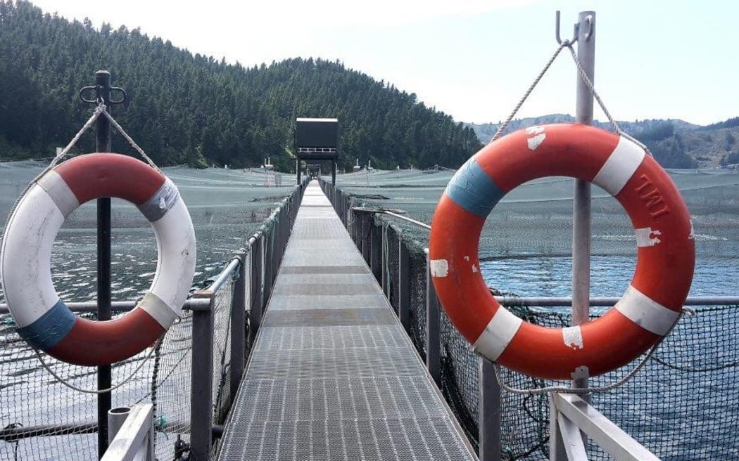 A salmon farm in the Marlborough Sounds.