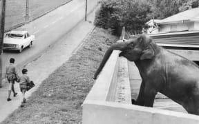 Zoos: Auckland: Animals: Elephants
Ma Shwe, the nine-year-old Indian elephant at the Auckland Zoo, peering over the wall of her enclosure to watch the activity in Motions Rd.
Neg 2463
13 September 1974 New Zealand Herald Staff Photograph