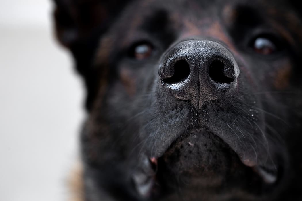 A Malinois dog, during training to teach it to detect Covid-19, on 13 May, in Maison-Alfort, on the outskirts of Paris.