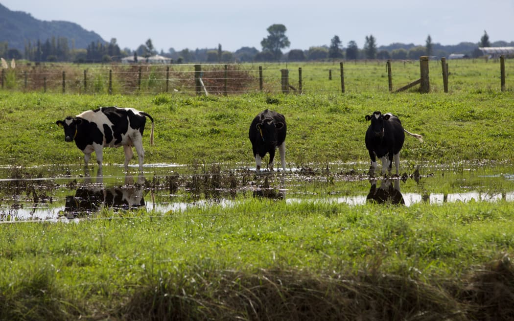 cows in water, Edgecumbe flooding