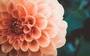 close up flower