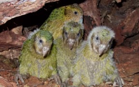 Female kākāpō Queenie with chicks Boomer-3-A-19, Alice-2-A-19 and Tumeke-2-A-19.