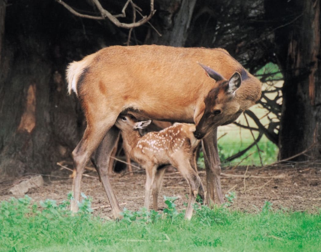 Baby deer meat online