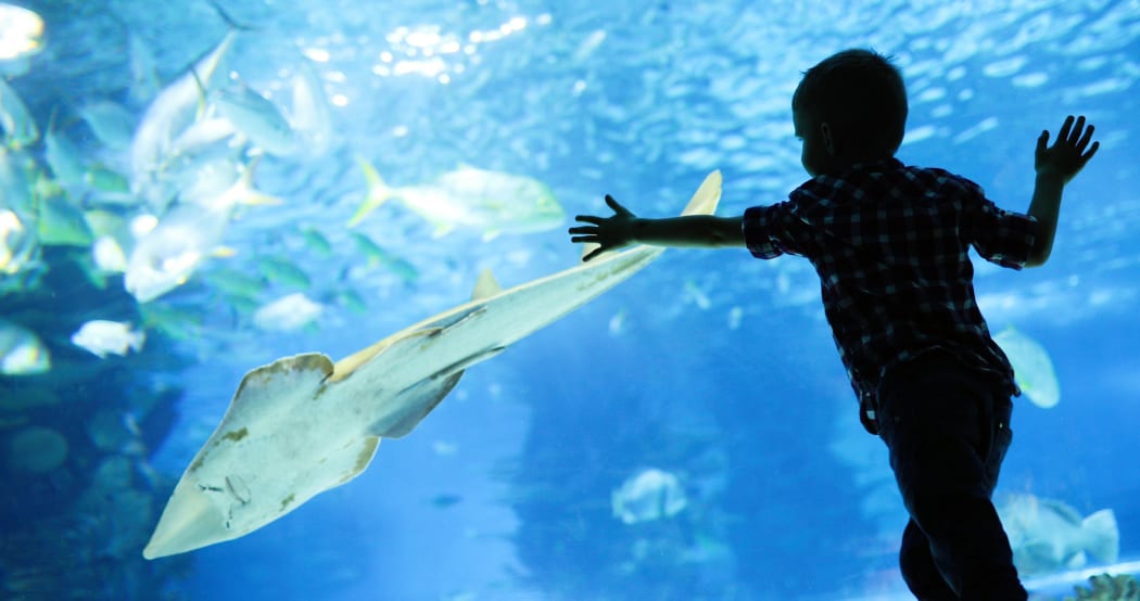 A child watches fish swimming in an aquarium.