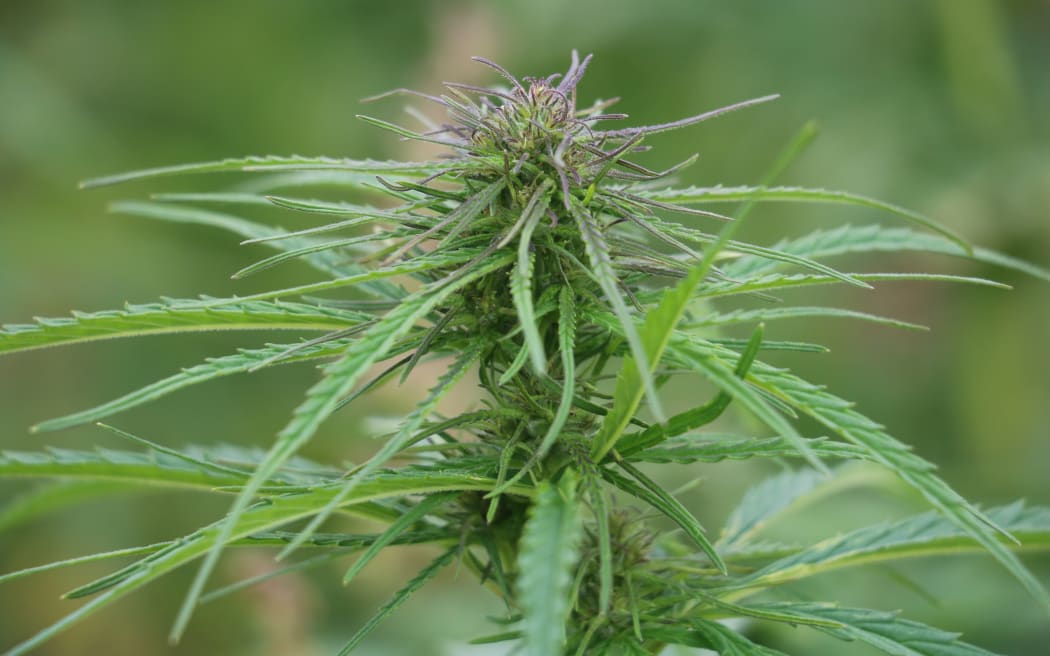 Hopefield Hemp