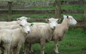 Dog trials sheep wait their call