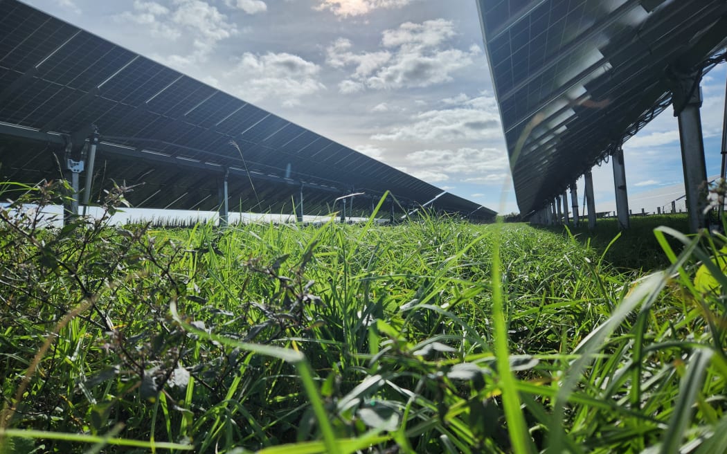 Sheep are used as a tool for managing the vegetation growing between the solar panels at Lodestone's Kohirā Solar Farm