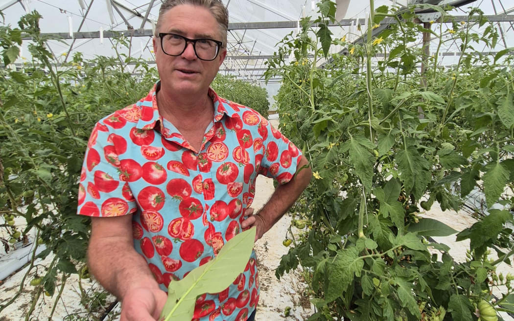 Anthony holds a tobacco plant leaf which helps sustain the engytatus used to help with pest insect control in the greenhouse.