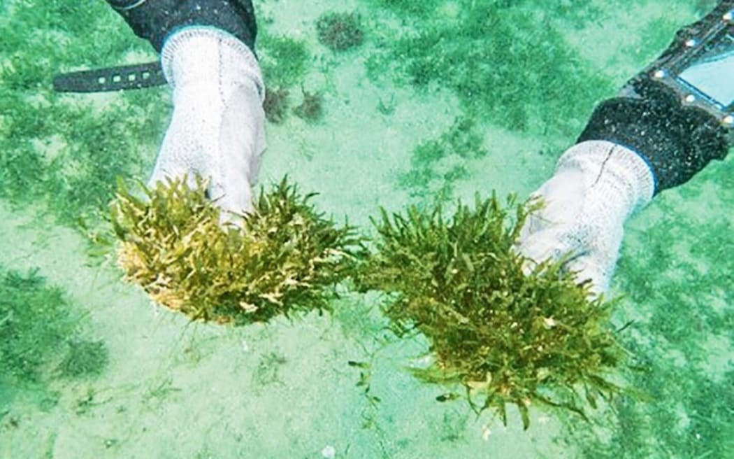 Keep an eye out for exotic caulerpa species and report suspected sightings to HBRC or MPI.