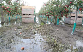 Apple orchard in Hawkes Bay.