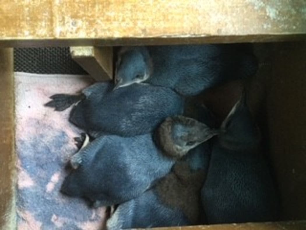 Five of the older rescued penguins given to Christchurch Penguin Rehabilitation to take care of after heavy rain swept away their nest boxes in Canterbury.