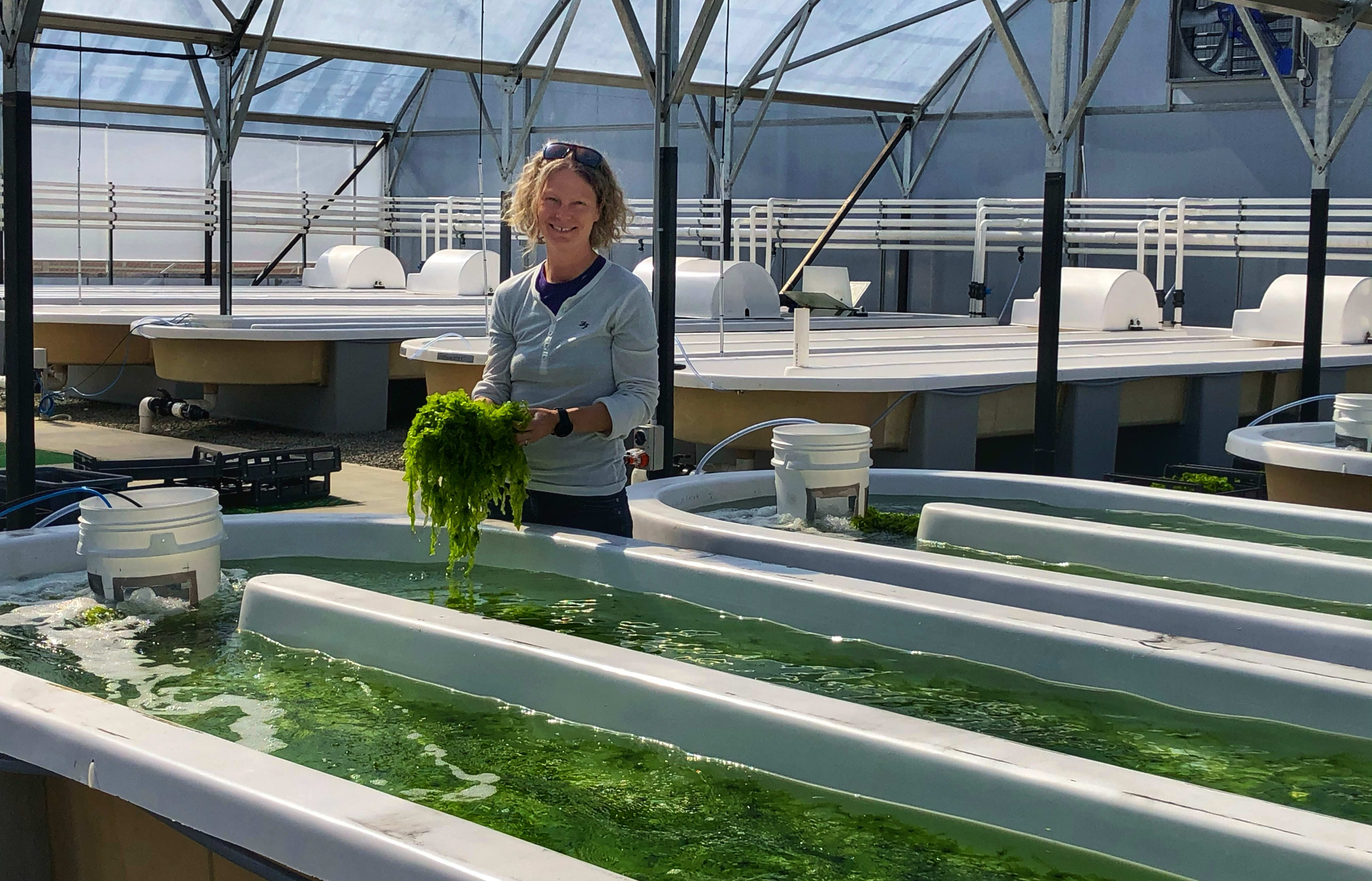 Dr. Marie Magnusson at the FARM. Marie holds up some green macroalgae in front of one of the large raceway baths that it is grown in at the facility at Sulphur Point.