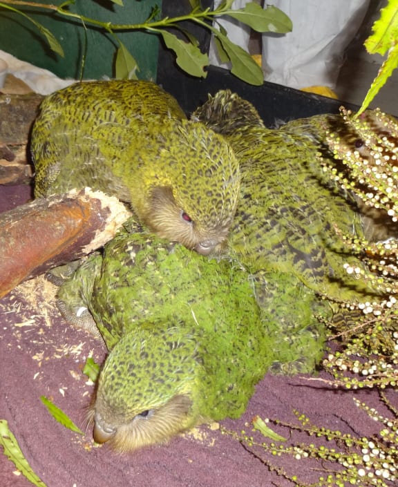 The Department of Conservation's hand-rearing facility in Invercargill is home to six older chicks that had to come off their island sanctuaries because they were either not gaining enough weight or had injuries that needed veterinary care.
