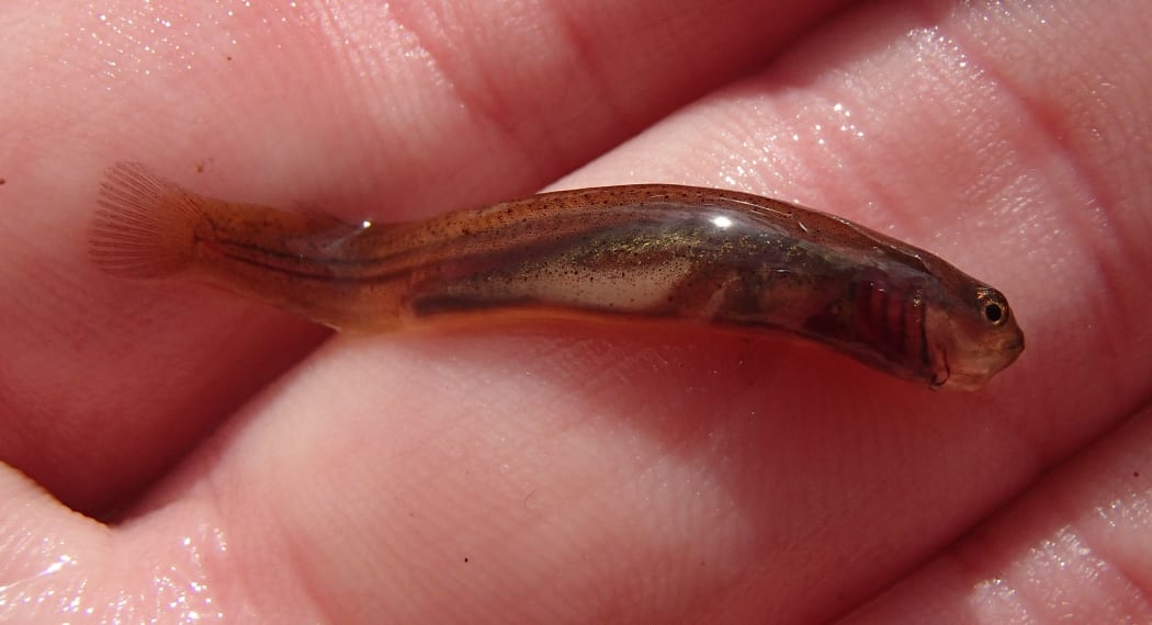 A juvenile mudfish