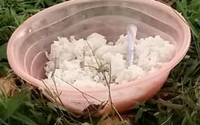 Rice