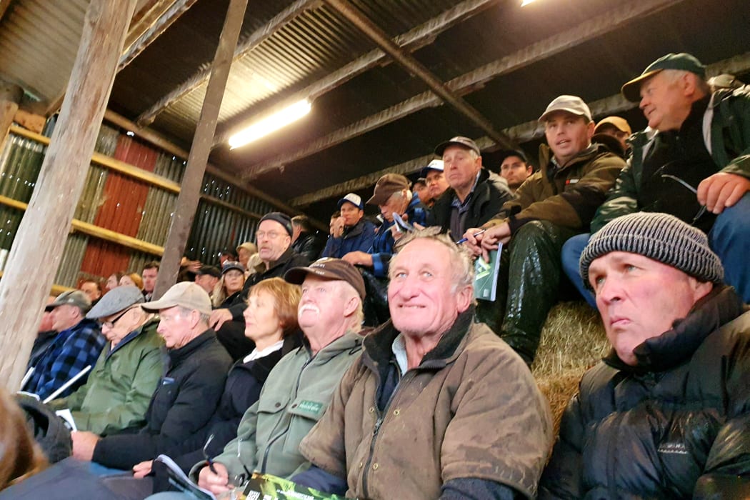 Wilencote bull sale near Gisborne