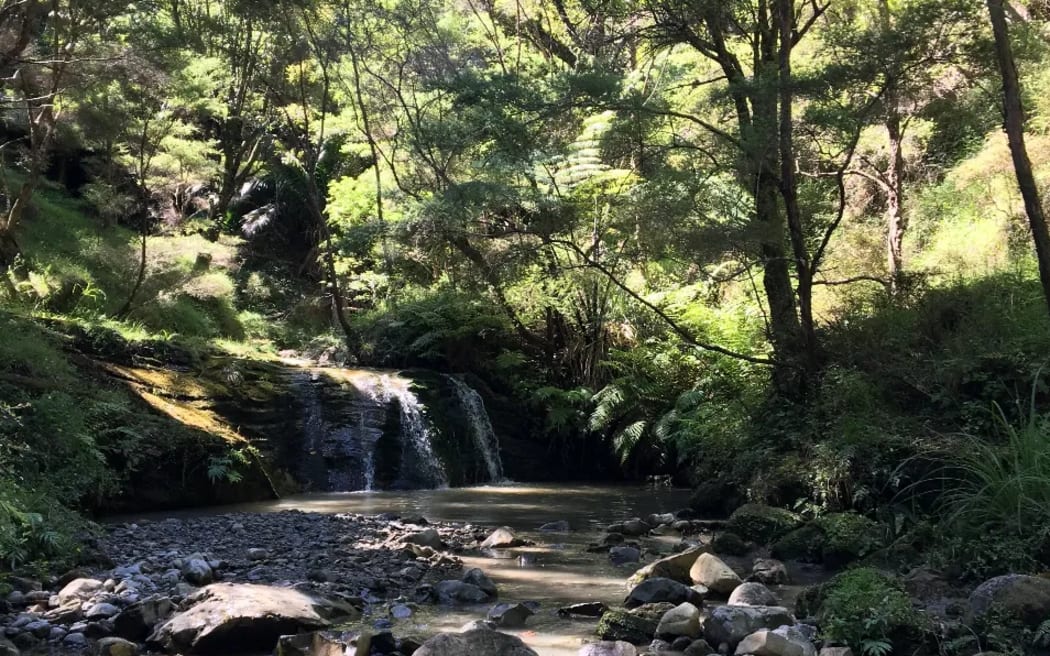 Te Kautuku beef station on the far East Coast, Tairāwhiti, is being used as a test case for a native habitat regeneration project by startup Toha Network, allowing supporters to purchase Mahi Tokens to fund the environmental work.