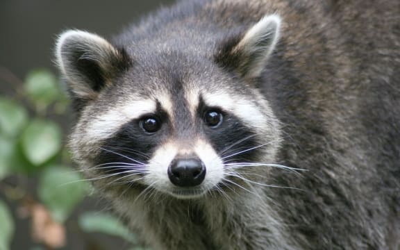 Stock photo of a raccoon.