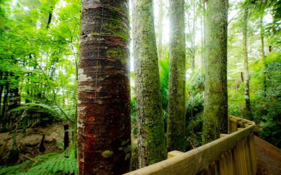 Kauri tree
