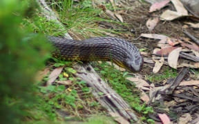 A tiger snake