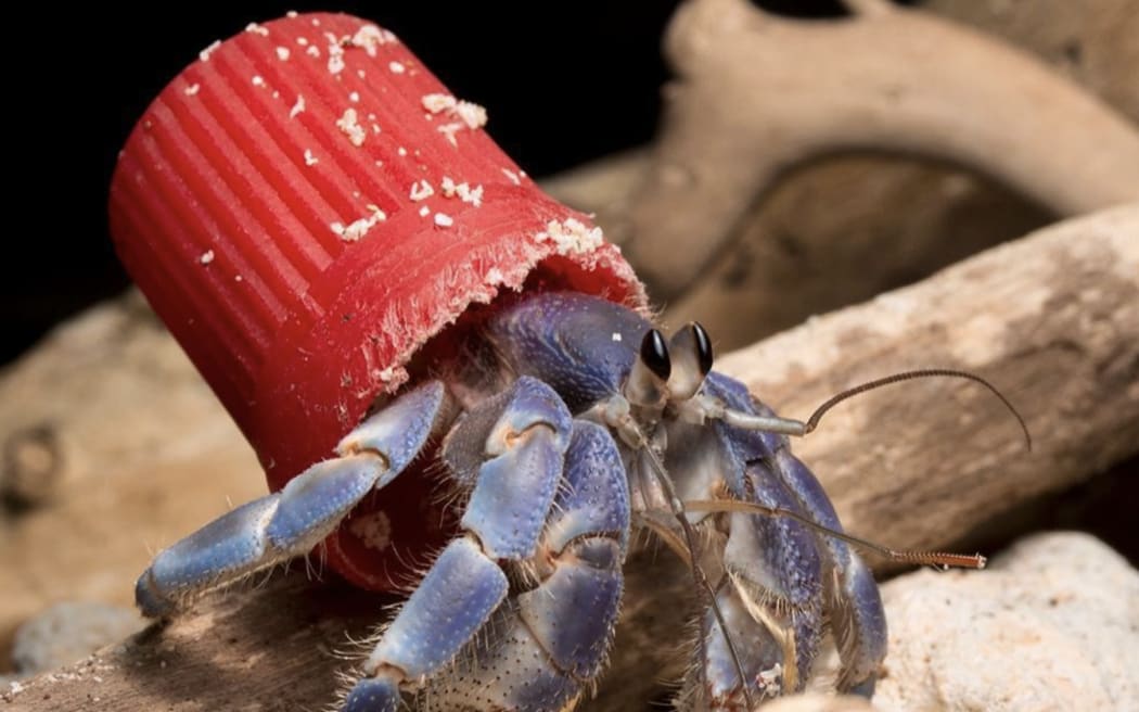 Hermit crabs are 'wearing' our plastic rubbish | RNZ News