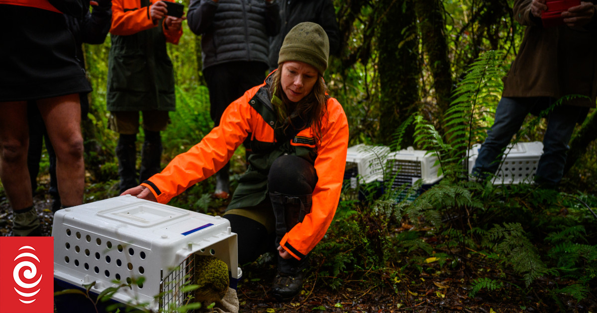 Four kākāpō move to new home off Fiordland - Vimarsana News