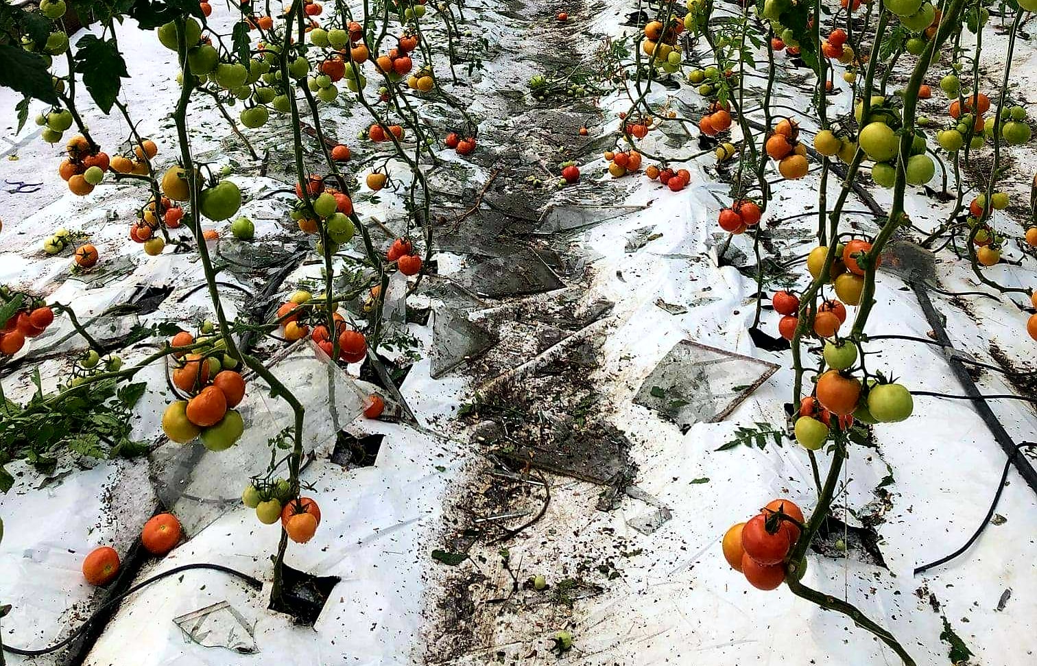 A glasshouse in Motueka was hit by a twister, which destroyed three of the gardens' 25-metre tunnel houses.