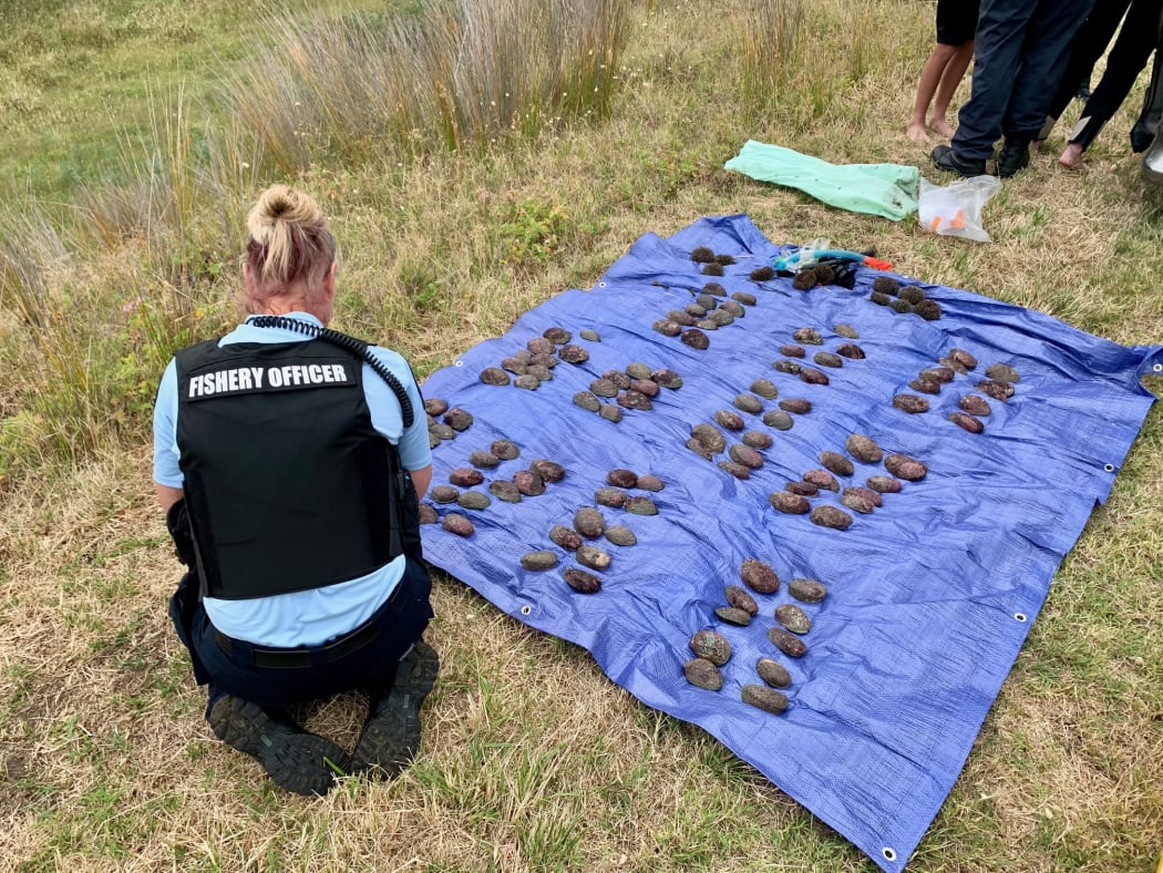 Fisheries officers with the haul of paua seized today.