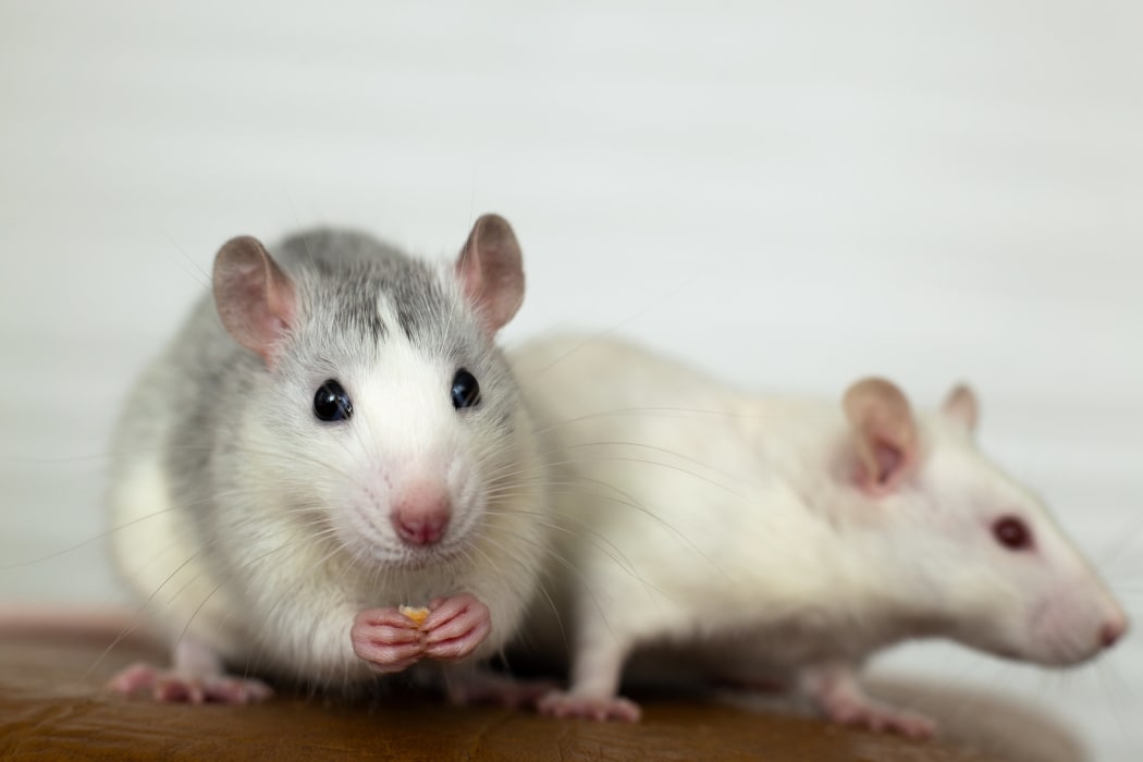 Two white rats.