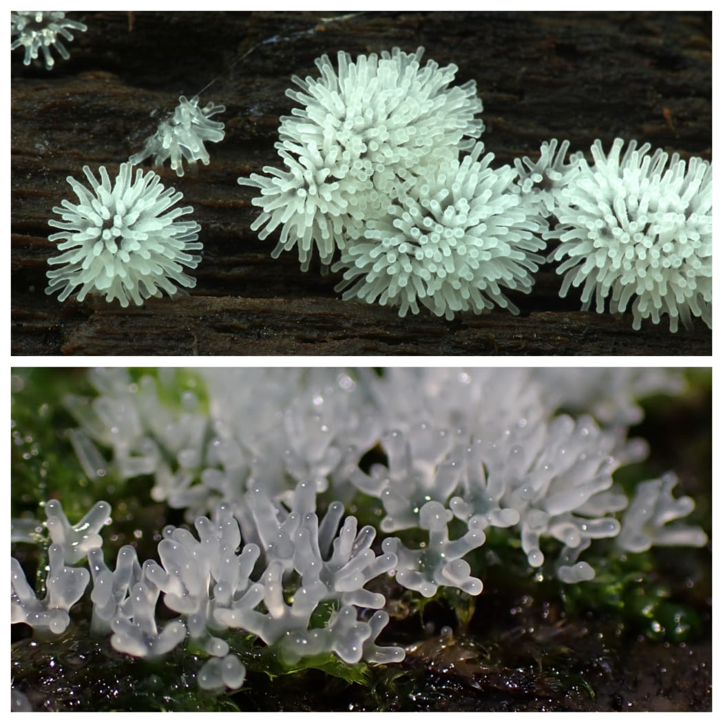 Slime mould - ceratiomyxa fruticulosa
