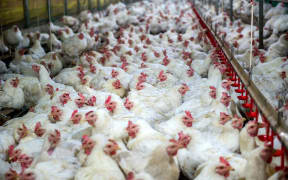 Factory chickens.