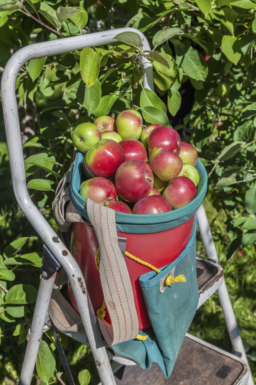A commercial apple picking basket with ladder in orchard.