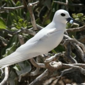 Photo for White tern