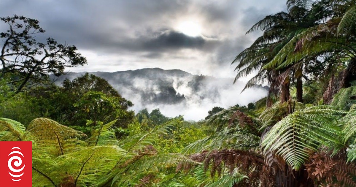 Explainer: What are "nature credits" and why does NZ need them? | RNZ