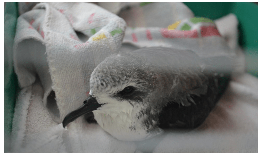 A Cook's Petrel.