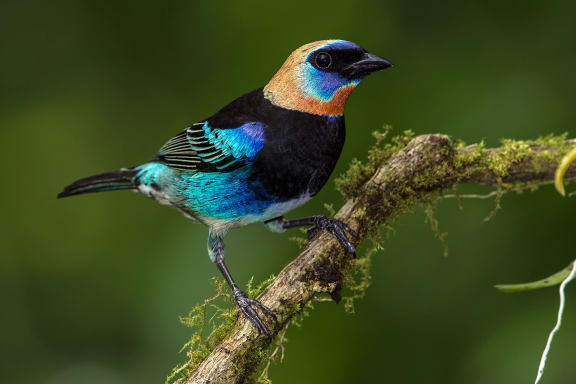 Golden-hooded tanager