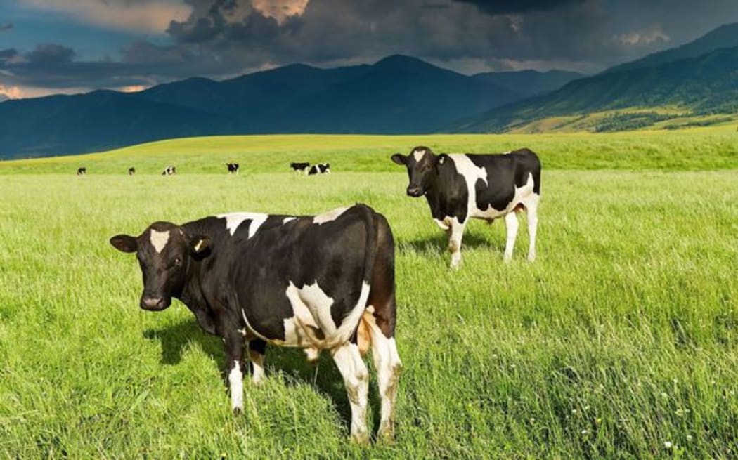 Cows