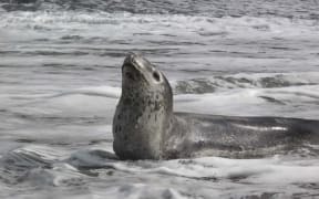 File photo of a leopard seal.