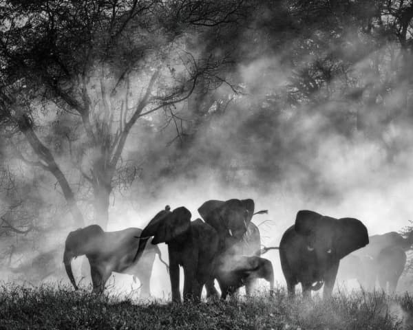 Werner Herzog documentary Ghost Elephants.