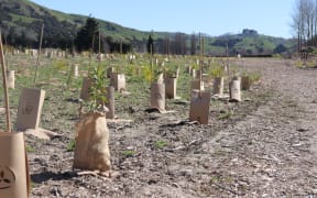 Native tree planting beside the park