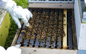 Beekeping at Island Bay Marae.
