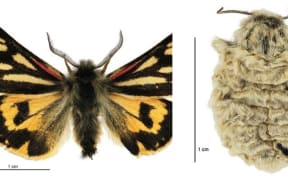 LEFT: Metacrias huttoni maleBirgit Rhode, Landcare Research New Zealand Ltd. RIGHT: Metacrias huttoni female_Birgit Rhode, Landcare Research New Zealand Ltd._