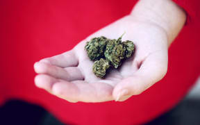 cannabis in hand
