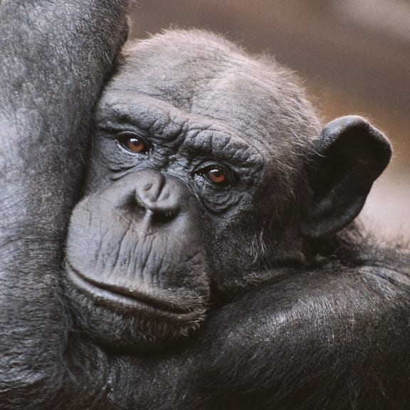 Jessie the chimp at Wellington Zoo.