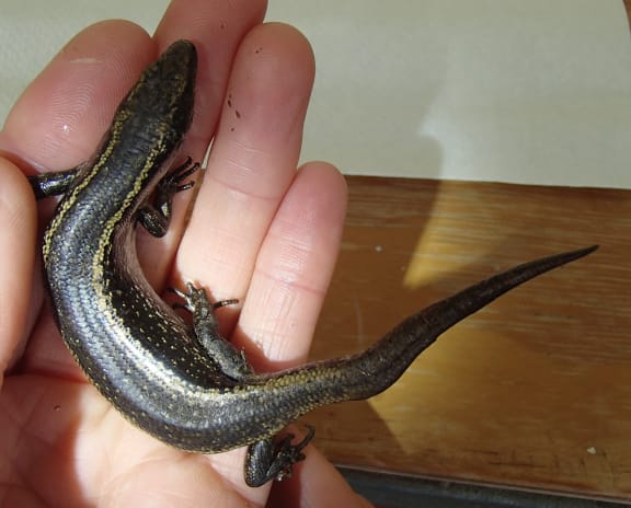 Hand holding a large spotted skink