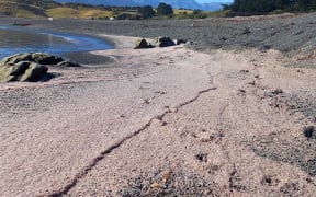 Krill at South Bay in Kaikōura.